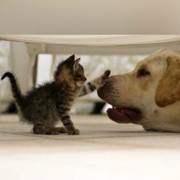 Live Show Tag List (Follow Me On IG nicolenugent1981 - Picture 1 of 1